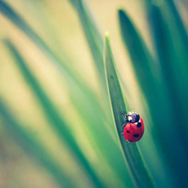 ladybeetle on grass