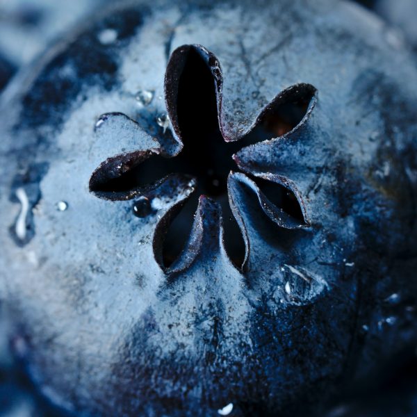 blueberry close up