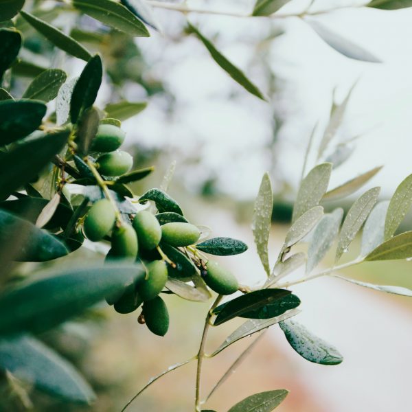olives on the tree