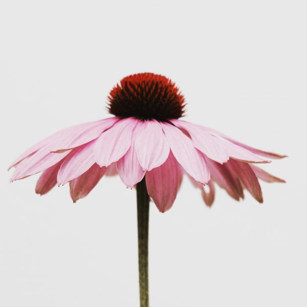 echinacea